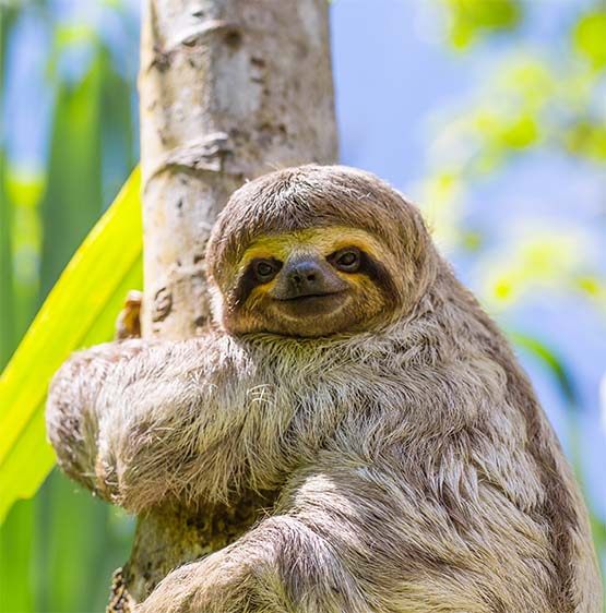 Three-toed sloth